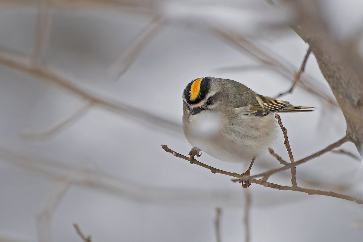 Golden-crowned Kinglet - ML627792740