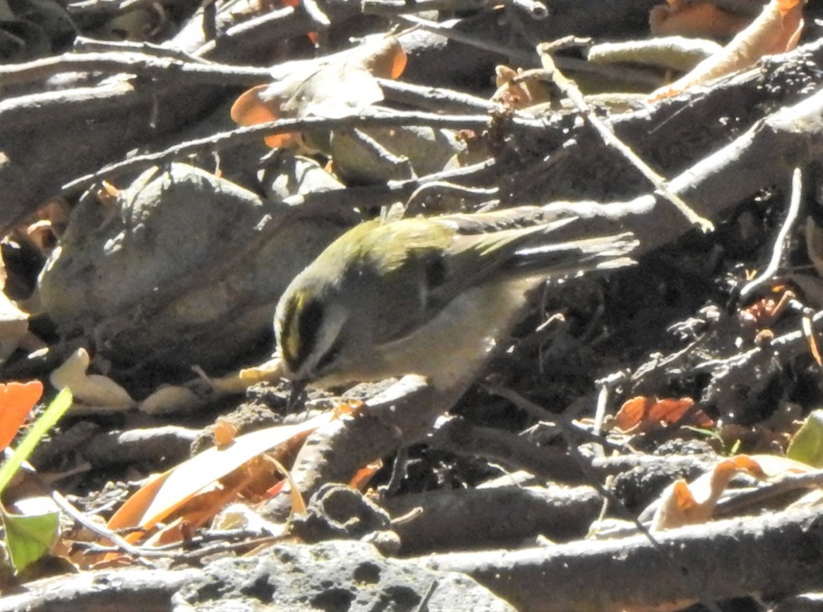 Golden-crowned Kinglet - ML627792751