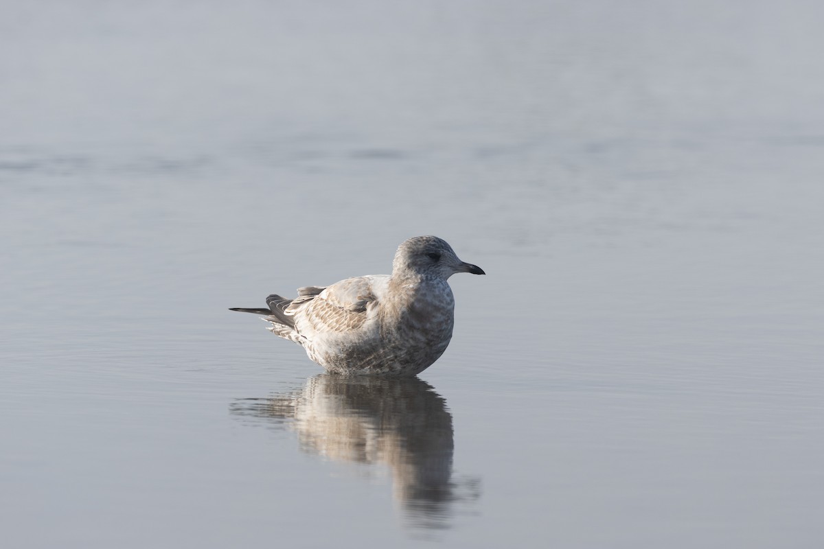 Short-billed Gull - ML627792775