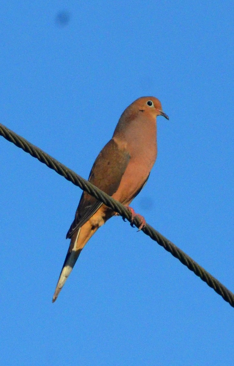 Mourning Dove - ML627792850