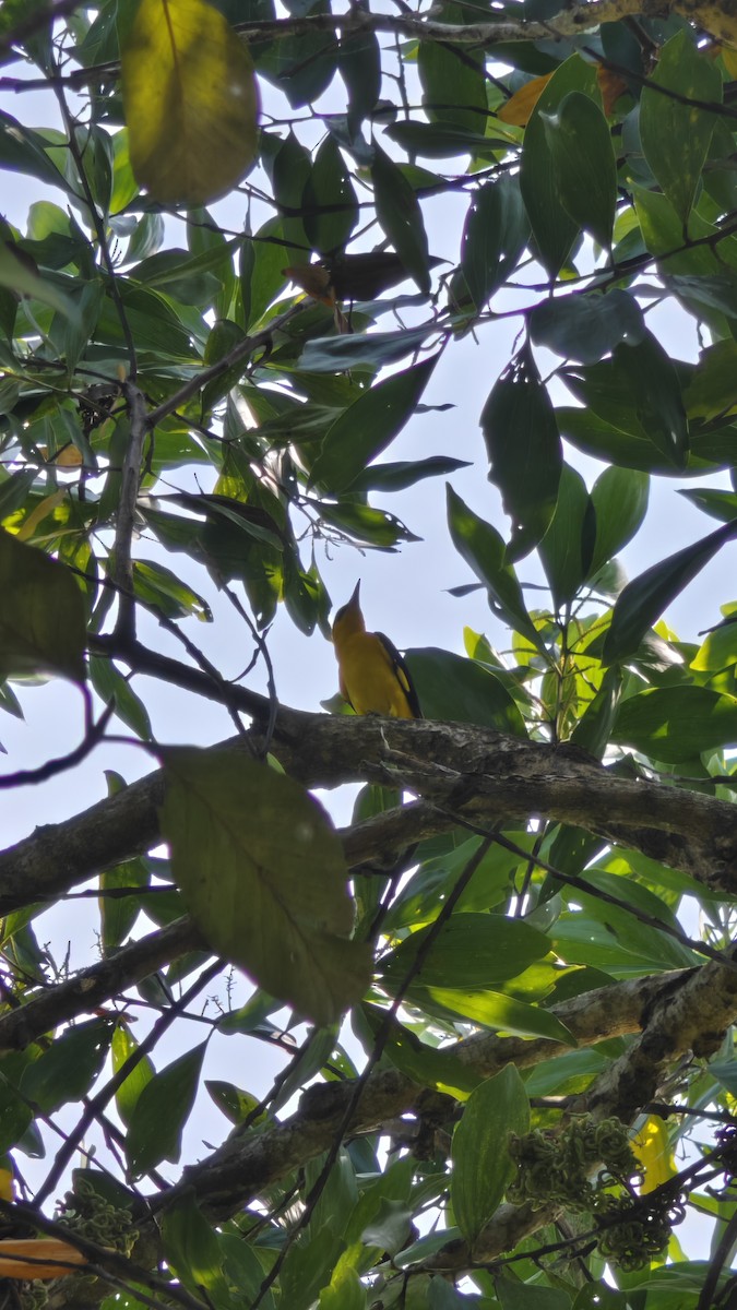 Indian Golden Oriole - ML627792853