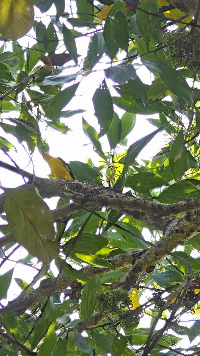 Indian Golden Oriole - ML627792856