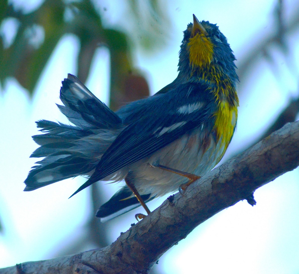 Northern Parula - ML627792870