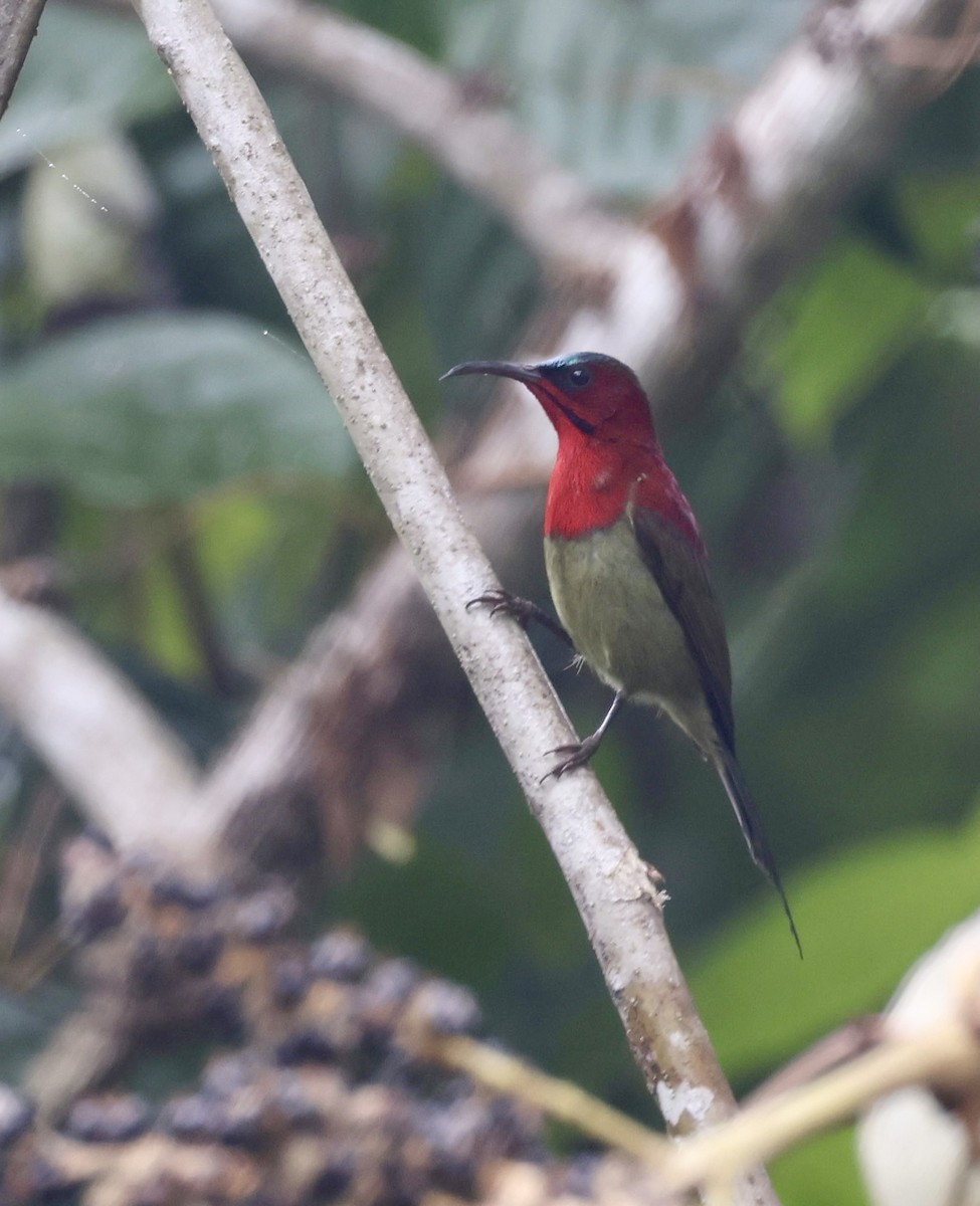 Crimson Sunbird - ML627792877