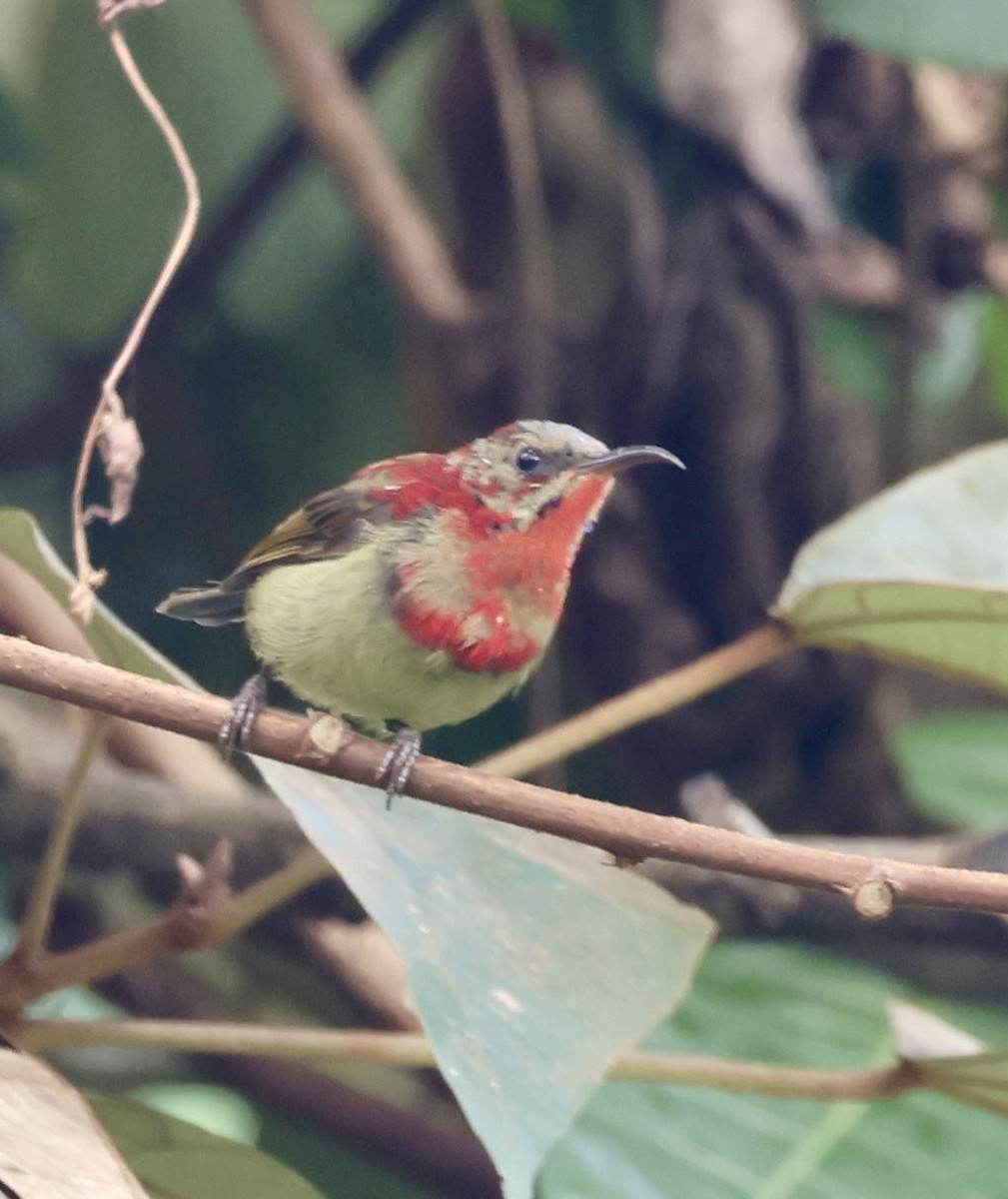 Crimson Sunbird - ML627792879