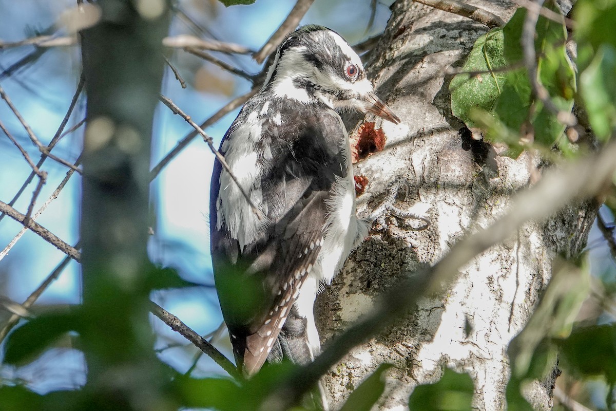 Hairy Woodpecker - ML627792902