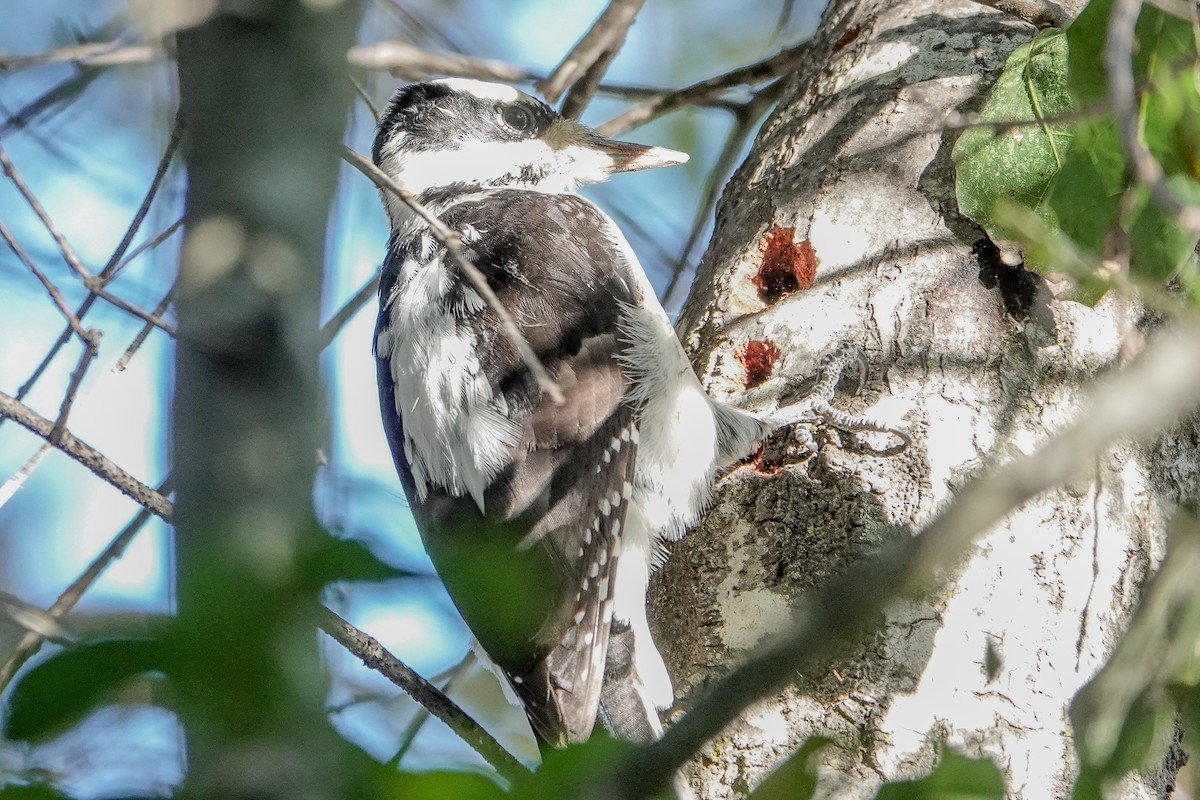 Hairy Woodpecker - ML627792904