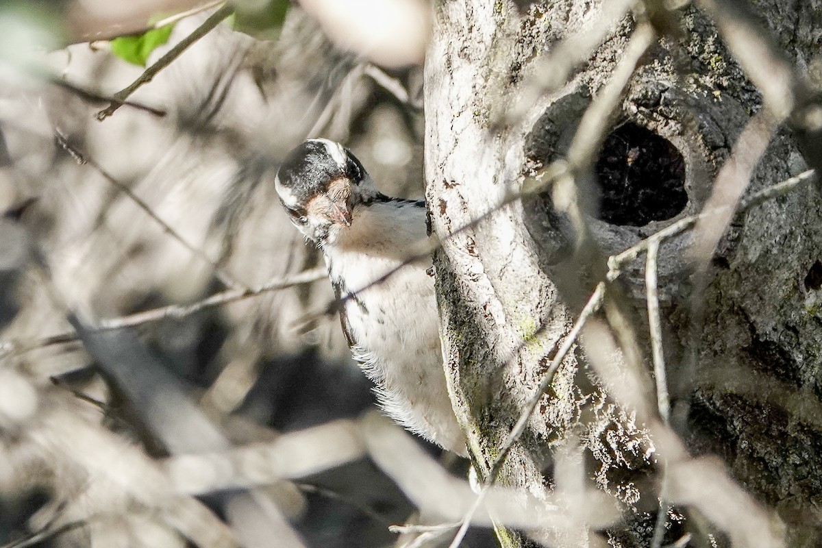 Hairy Woodpecker - ML627792908