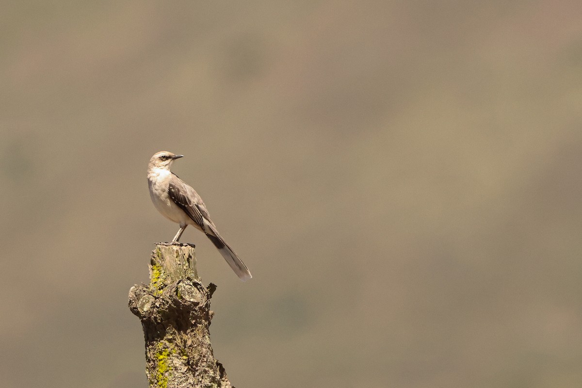 Tropical Mockingbird - ML627792931