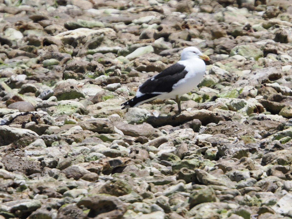 Мартин домініканський - ML627792980