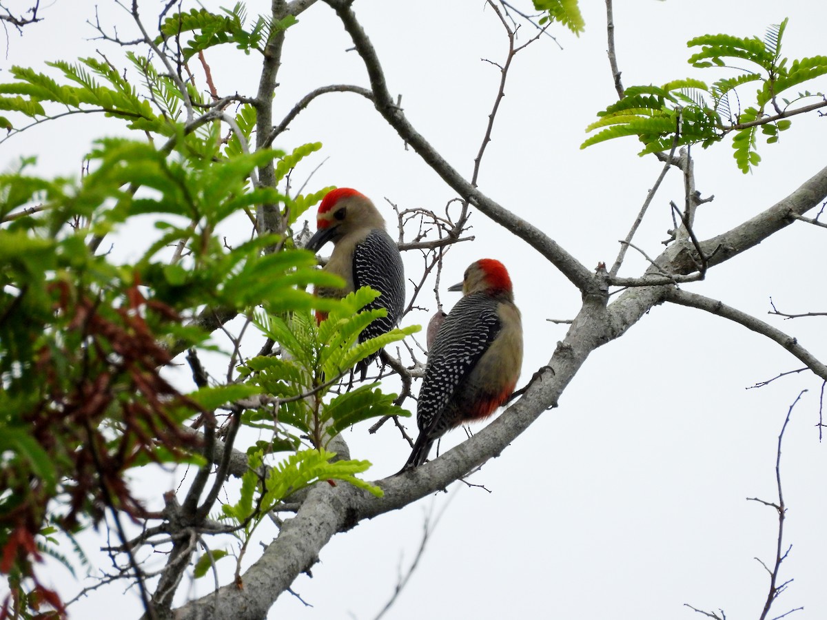 Golden-fronted Woodpecker - ML627792981