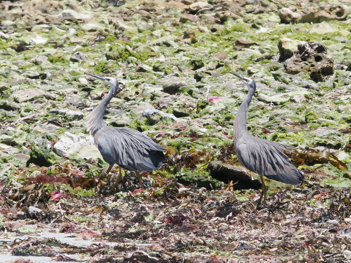 Чепура австралійська - ML627792992