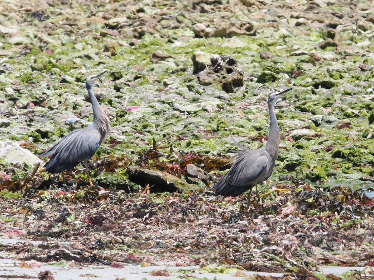 Чепура австралійська - ML627792993