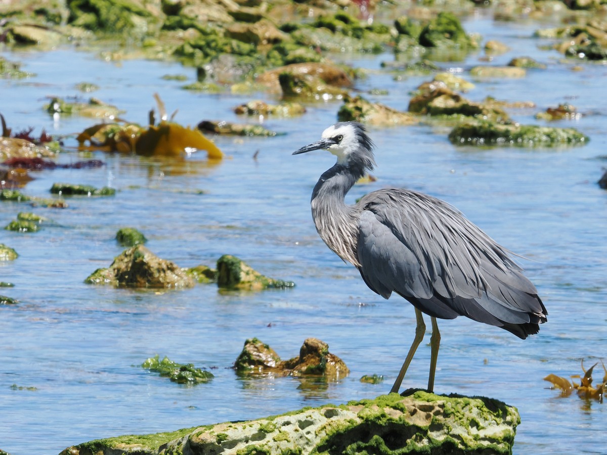 Чепура австралійська - ML627792994