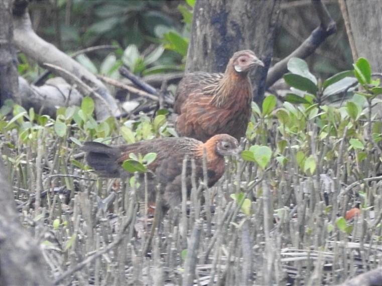 Red Junglefowl - ML627793096