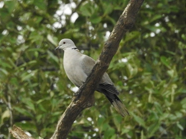 Eurasian Collared-Dove - ML627793105