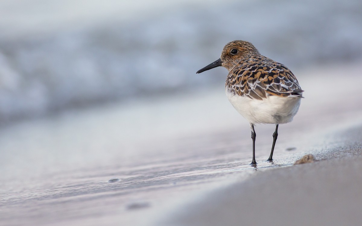 Sanderling - Alex Eberts