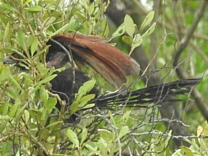 Greater Coucal - ML627793130