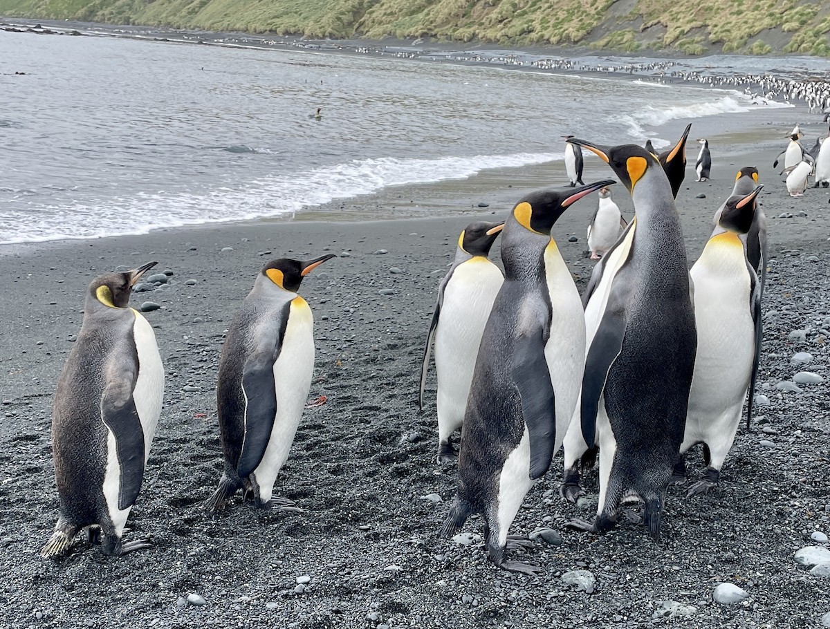 King Penguin - ML627793179