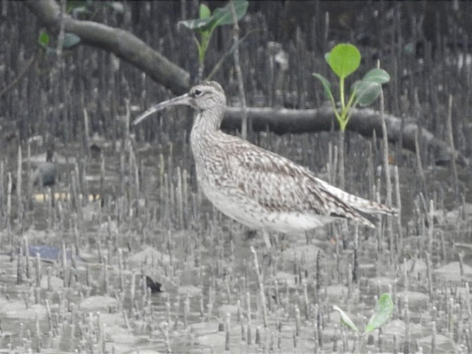 Whimbrel - ML627793222