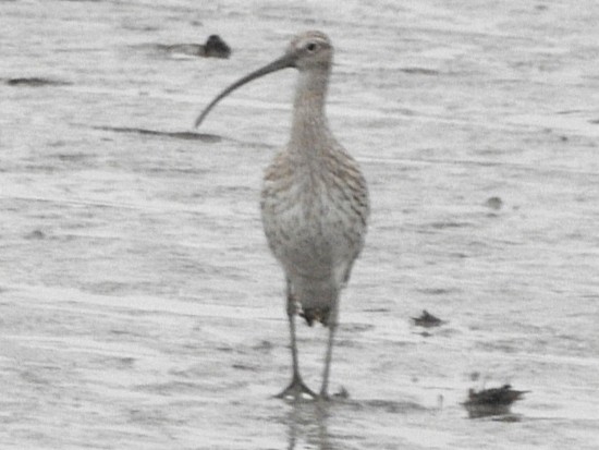 Eurasian Curlew - ML627793228