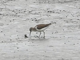 Common Sandpiper - ML627793236