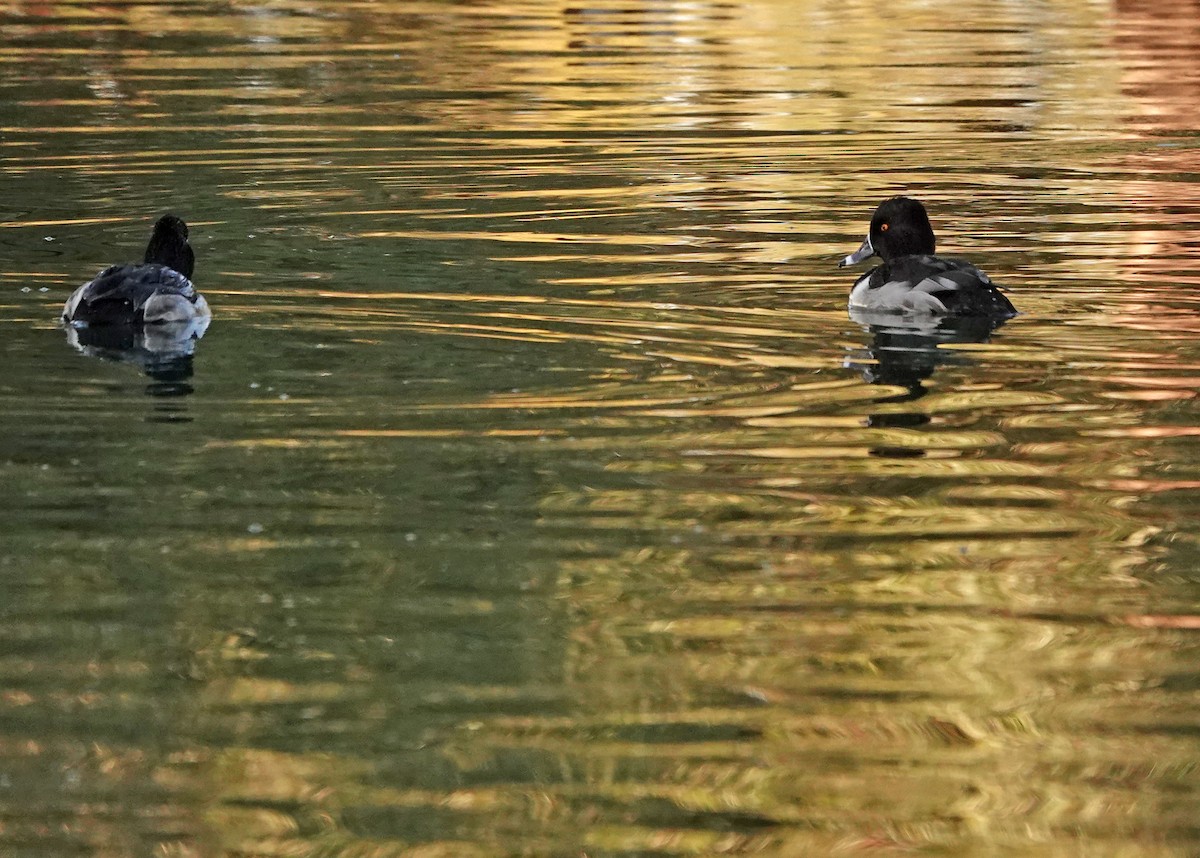 Ring-necked Duck - ML627793239