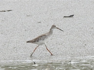 Common Redshank - ML627793241