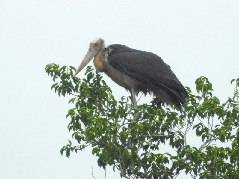 Lesser Adjutant - ML627793264