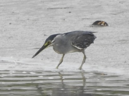 Striated Heron - ML627793272