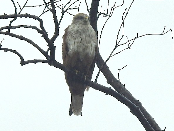 Brahminy Kite - ML627793282