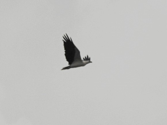 White-bellied Sea-Eagle - ML627793283