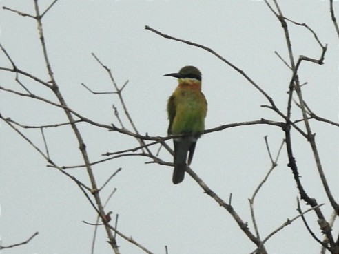 Blue-tailed Bee-eater - ML627793285