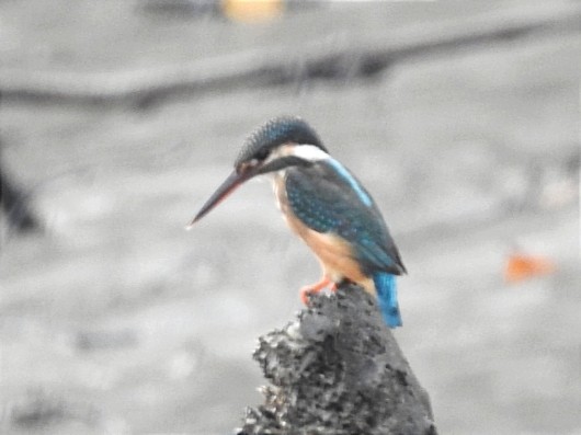 Common Kingfisher - ML627793293