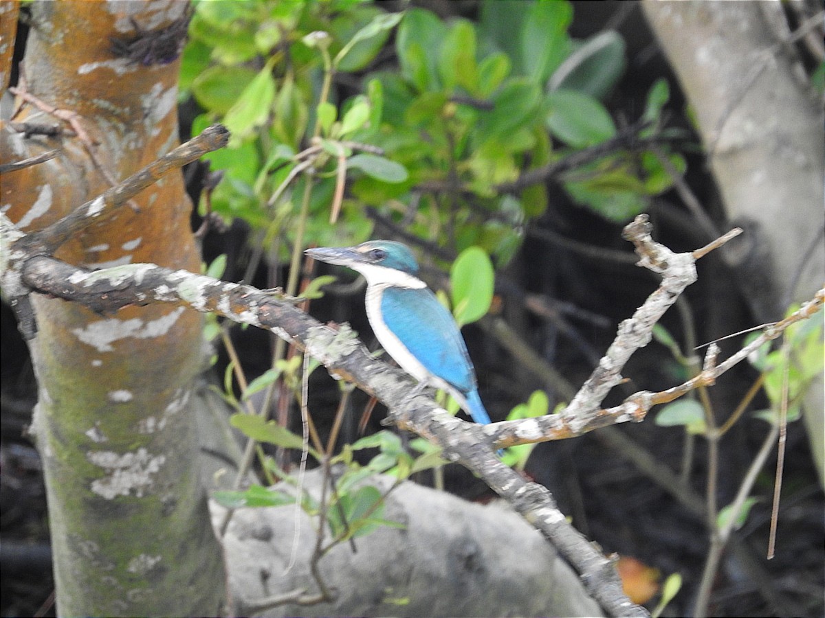 Collared Kingfisher - ML627793294