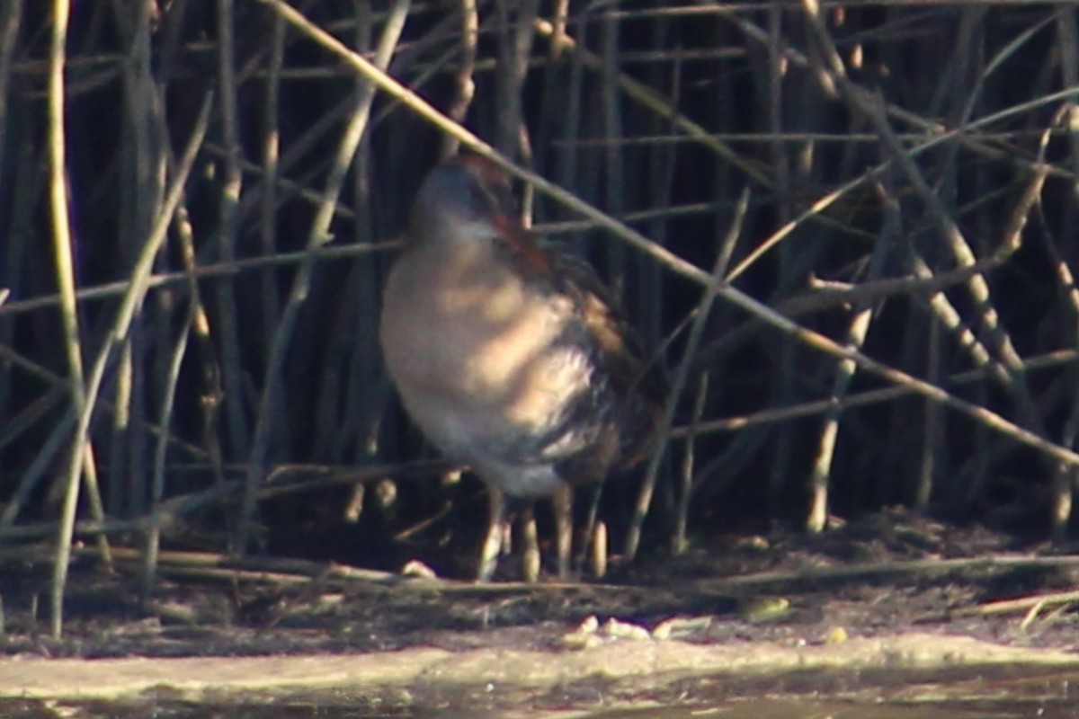 Clapper Rail - ML627793297