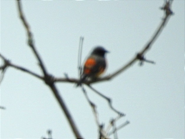 Small Minivet - ML627793298