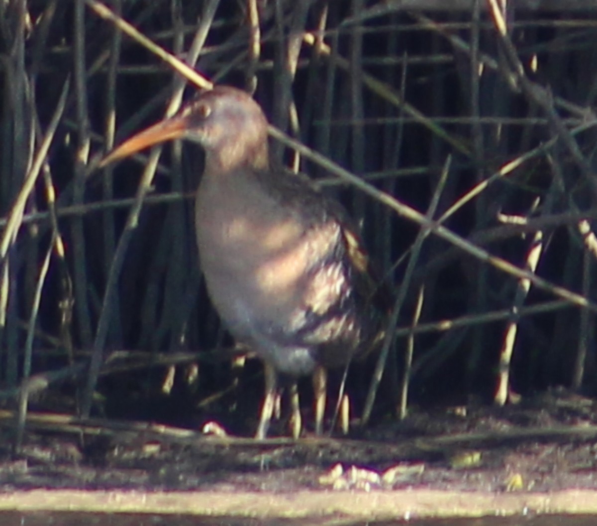 Clapper Rail - ML627793300