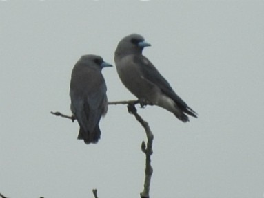 Ashy Woodswallow - ML627793301