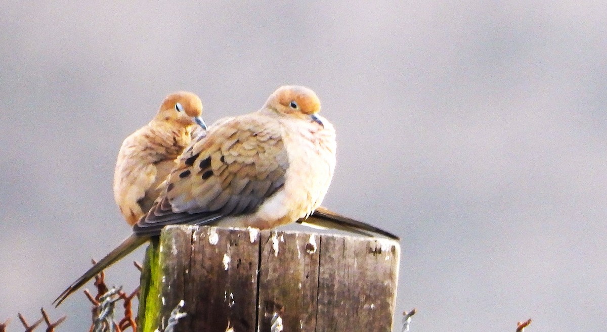 Mourning Dove - ML627793309