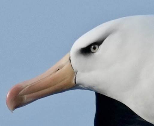 Black-browed Albatross (Campbell) - ML627793321