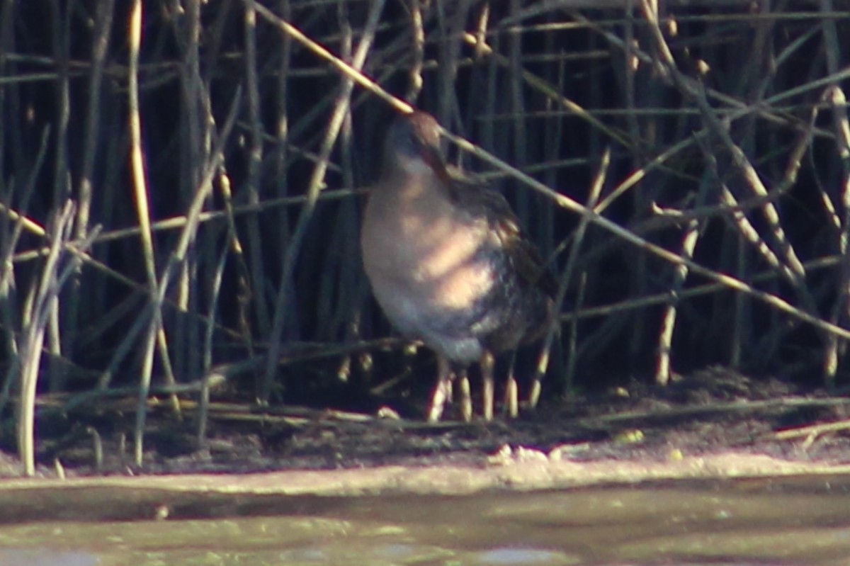 Clapper Rail - ML627793328