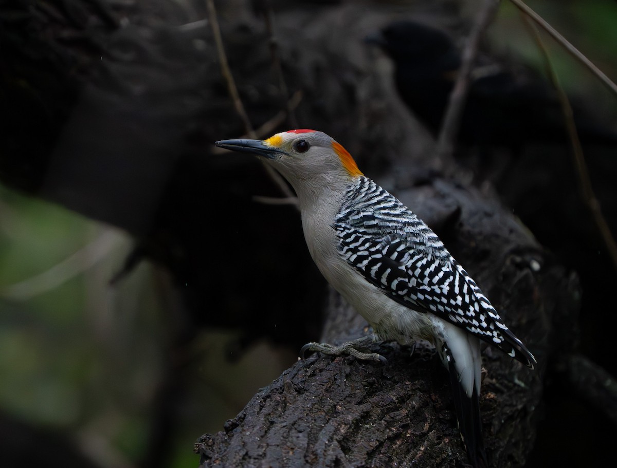 Golden-fronted Woodpecker (Northern) - ML627793335