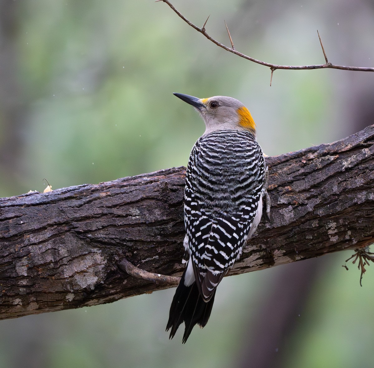 Golden-fronted Woodpecker (Northern) - ML627793336