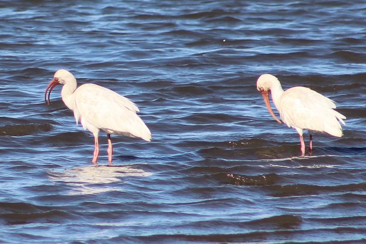 White Ibis - ML627793340