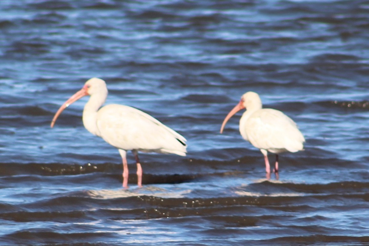 White Ibis - ML627793343