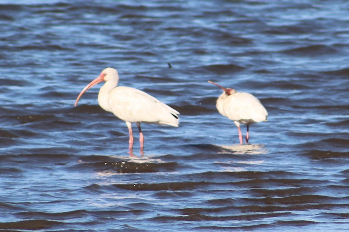 White Ibis - ML627793345