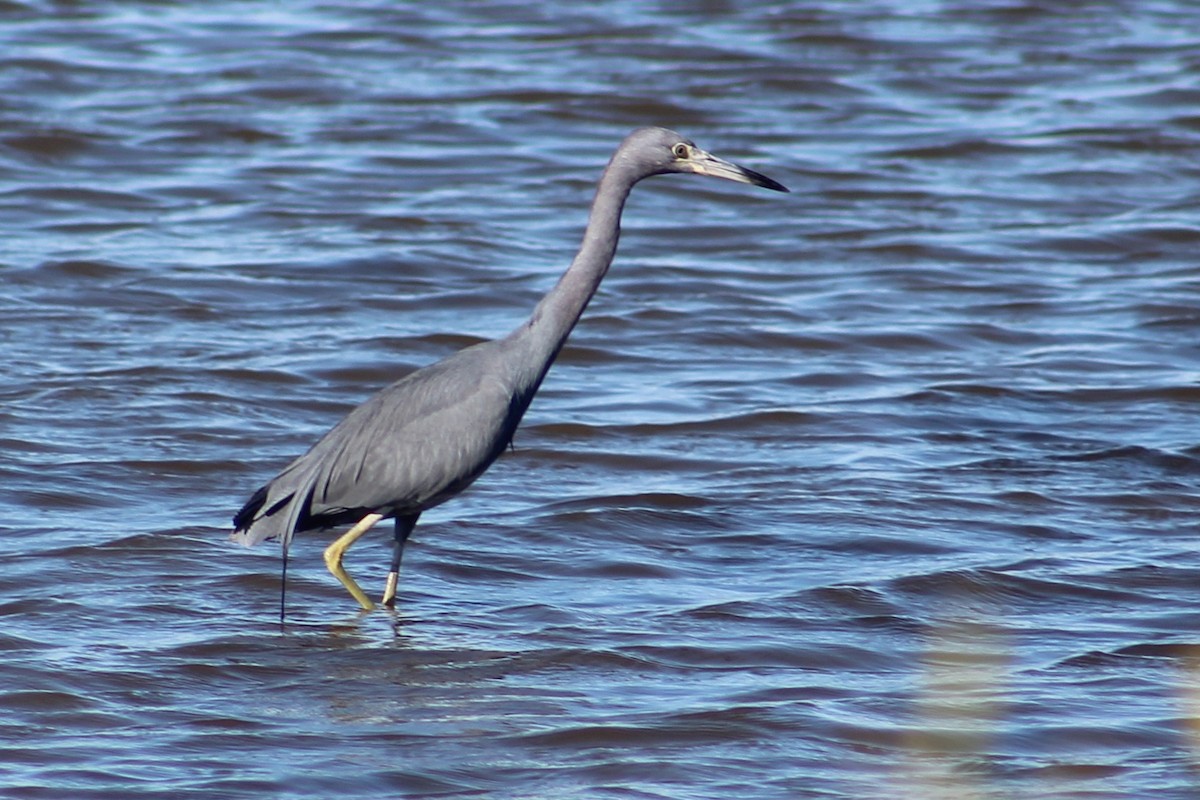 Little Blue Heron - ML627793360