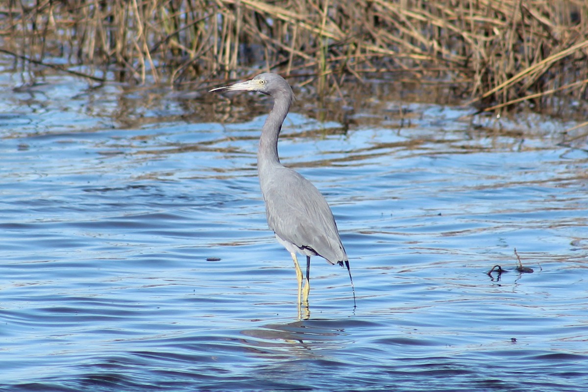 Little Blue Heron - ML627793361