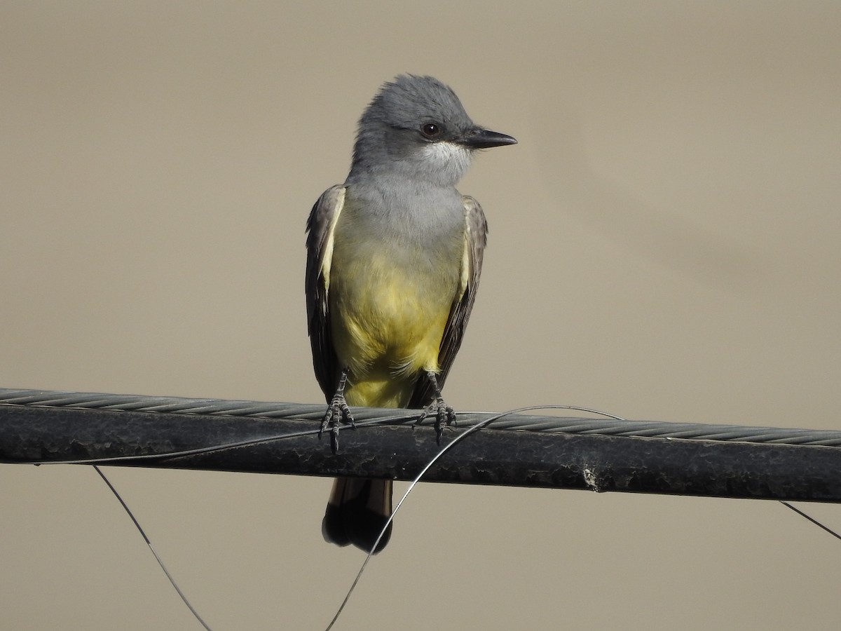 Cassin's Kingbird - ML627793373